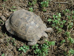 Testudo graeca