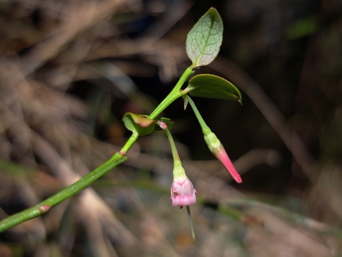 Vaccinium japonicum, photograph 3
