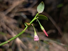 Vaccinium japonicum, photograph (c) vrxz, some rights reserved (CC BY-SA)