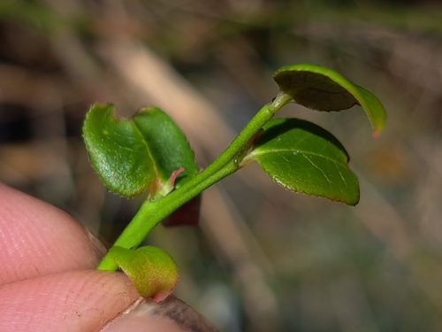 Vaccinium japonicum, photograph 4