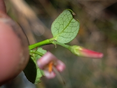 Vaccinium japonicum, photograph (c) vrxz, some rights reserved (CC BY-SA)