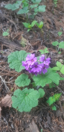 Primula kisoana iNat (3)