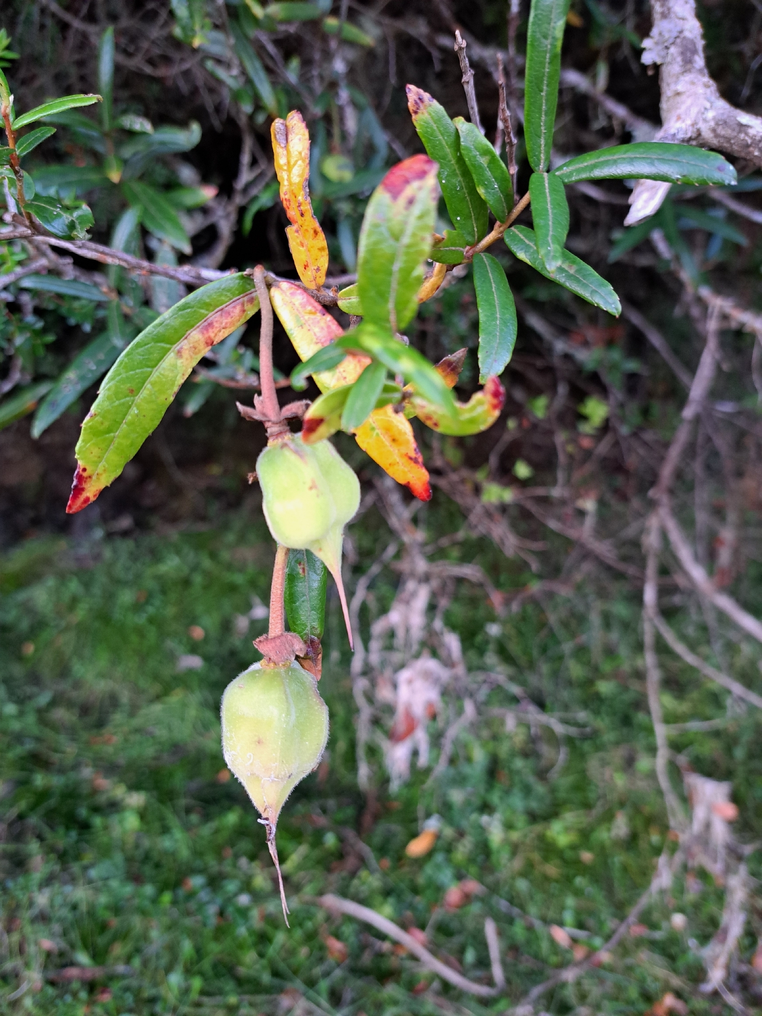 Chilean lantern tree