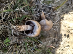 Agaricineae