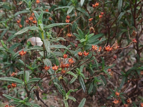 Avistamiento Estepa negra (Cistus monspeliensis)