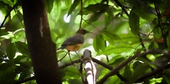 Turdus grayi