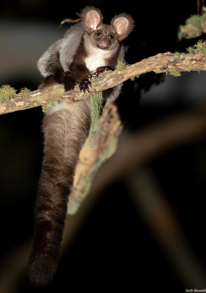 Greater Gliders