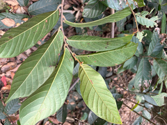 Uvaria littoralis, photograph 黃美滿, CC BY, iNaturalist via GBIF