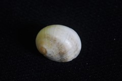 Nerita erythrostoma