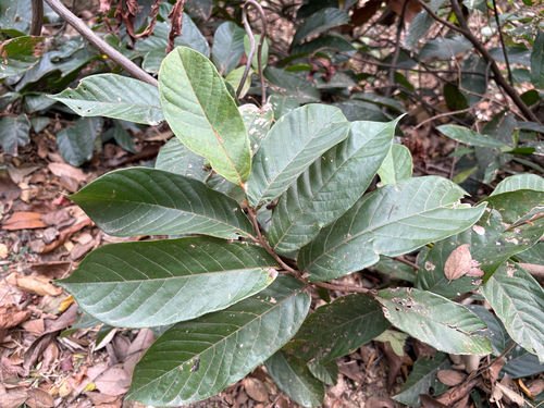 Uvaria littoralis