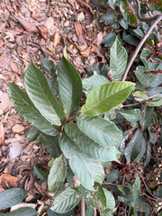 Uvaria littoralis, photograph 黃美滿, CC BY, iNaturalist via GBIF