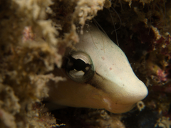 Aspidontus taeniatus