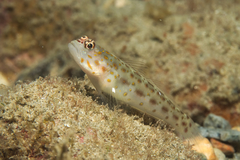 Ctenogobiops pomastictus