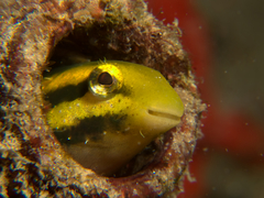 Petroscirtes breviceps