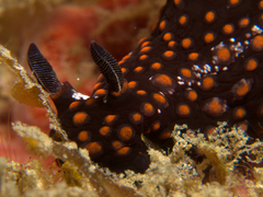 Nembrotha