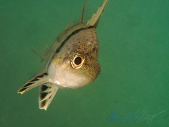 Sphaeramia orbicularis