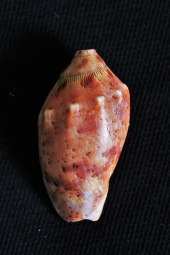 Cymbiola complexa Iredale, 1924