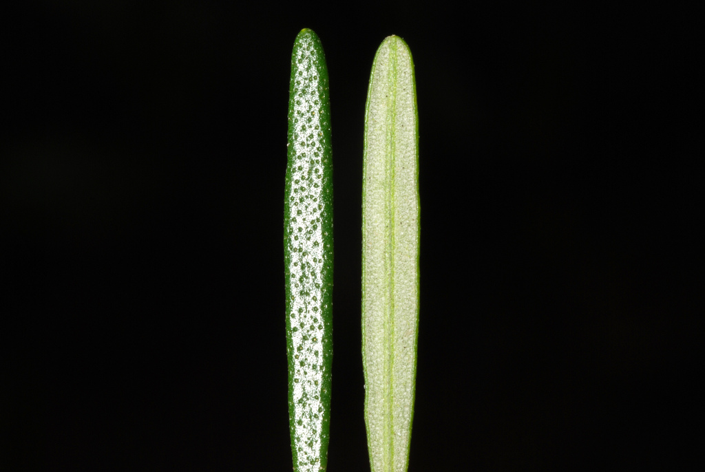 Conradina grandiflora; photograph (c) Douglas Goldman, some rights reserved (CC BY-SA)
