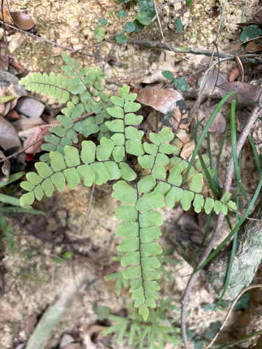 Fan-leaved Maidenhair (Adiantum flabellulatum)