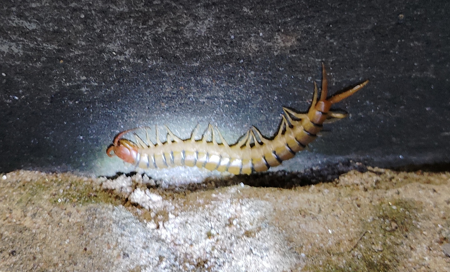 Scolopendra morsitans Linnaeus, 1758
