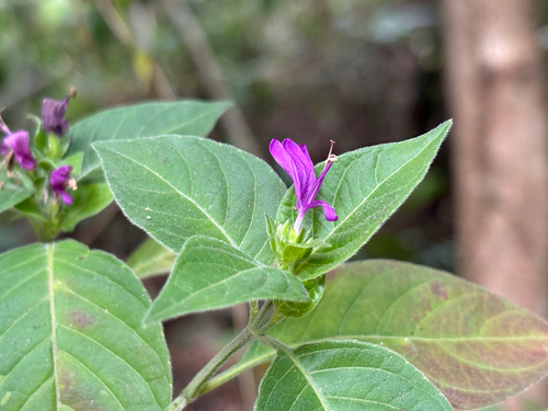 Hypoestes purpurea, 2026-01-22