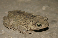 Southern Hispaniola Crestless Toad photo 2