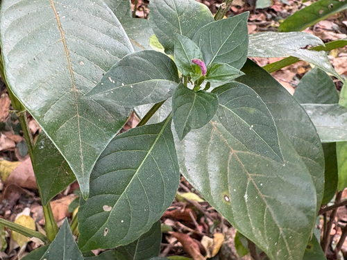Hypoestes purpurea, photograph 6