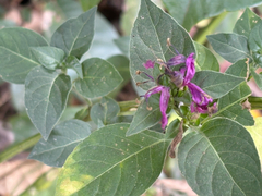 Hypoestes purpurea, photograph (c) 黃美滿, some rights reserved (CC BY)