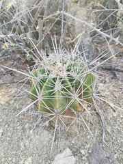 Ferocactus flavovirens