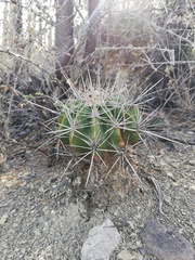 Ferocactus flavovirens