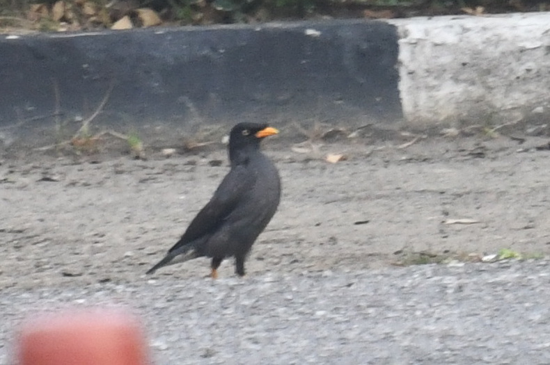 Javan Myna (Acridotheres javanicus), photo 10