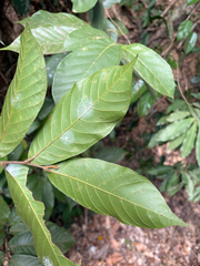 Uvaria littoralis, photograph 黃美滿, CC BY, iNaturalist via GBIF