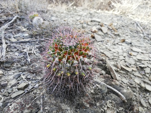 Mammillaria carnea