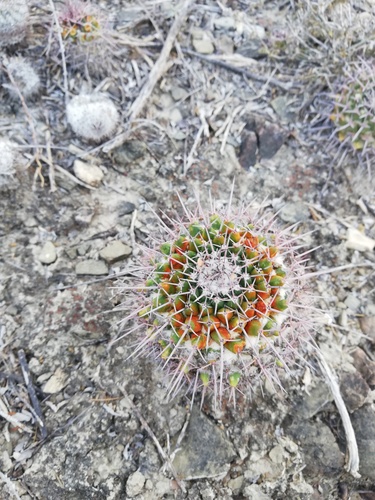 Mammillaria carnea