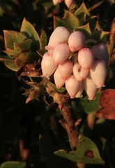 Arctostaphylos pechoensis