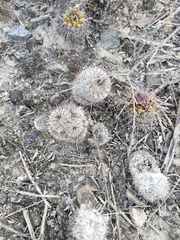 Mammillaria haageana meissneri