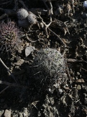 Coryphantha pallida