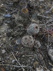 Mammillaria haageana meissneri