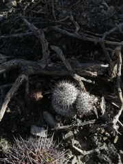 Mammillaria haageana meissneri