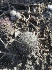 Coryphantha pallida