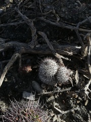 Mammillaria haageana meissneri