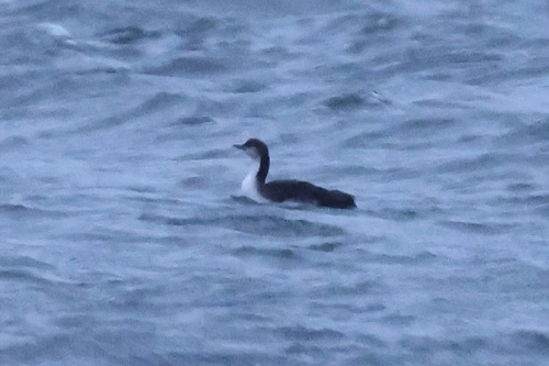 Pacific Loon (Gavia pacifica), photo 4