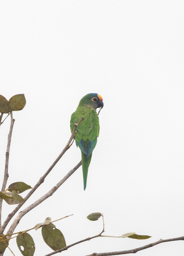 Peach-fronted Parakeet
