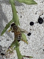 Apis mellifera ligustica