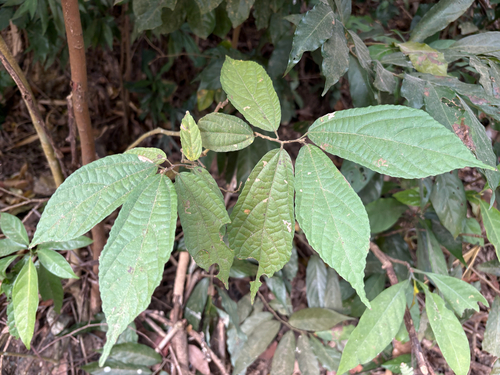 Microcos (Microcos paniculata)