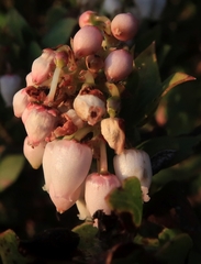 Arctostaphylos pechoensis