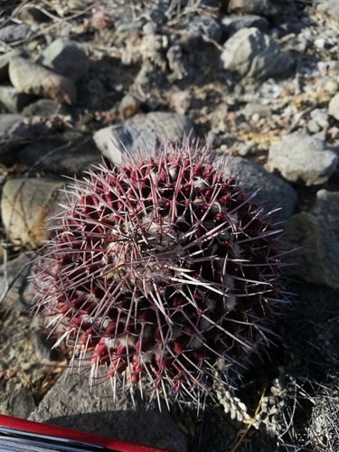 Mammillaria carnea