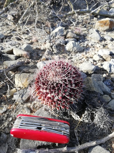 Mammillaria carnea