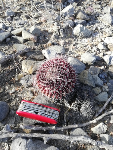 Mammillaria carnea