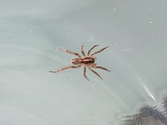 Artoriopsis